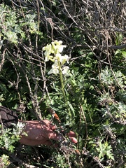 Erysimum franciscanum