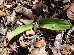 Platanthera elongata
