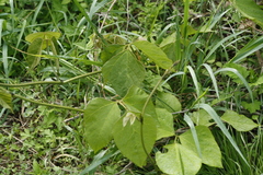 Pueraria montana lobata