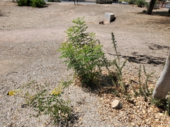 Erythrostemon gilliesii