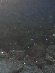 Munidopsis polymorpha
