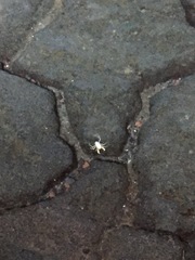 Munidopsis polymorpha