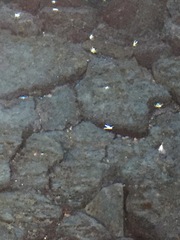 Munidopsis polymorpha