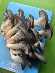 Pleurotus columbinus