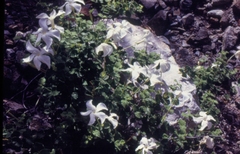 Mandevilla hesperia