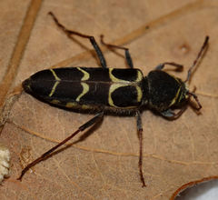 Neoclytus caprea