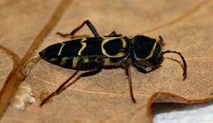 Neoclytus caprea