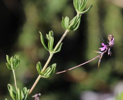 Indigofera filiformis
