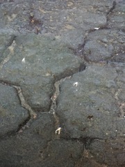 Munidopsis polymorpha
