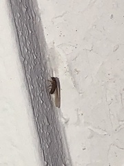 Blattodea