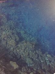 Munidopsis polymorpha