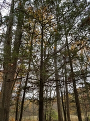 Tsuga canadensis