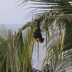 Pteropus seychellensis comorensis