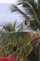 Pteropus seychellensis comorensis