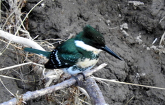 Chloroceryle americana