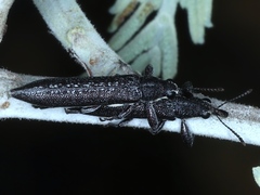 Rhinotia sparsa