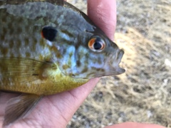 Lepomis gibbosus × macrochirus