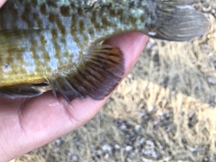 Lepomis gibbosus × macrochirus