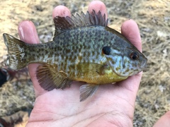 Lepomis gibbosus × macrochirus