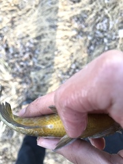 Lepomis gibbosus × macrochirus