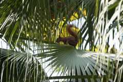 Sciurus granatensis