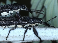 Rhinotia sparsa
