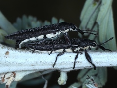 Rhinotia sparsa