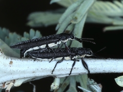 Rhinotia sparsa
