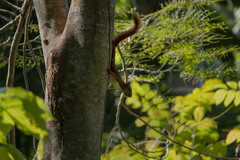 Sciurus granatensis