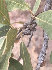 Disholcaspis pedunculoides