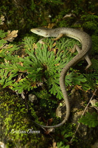 Smooth-headed Alligator Lizard
