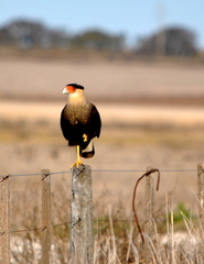Caracara plancus
