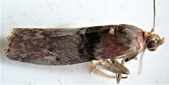 Sciota vetustella