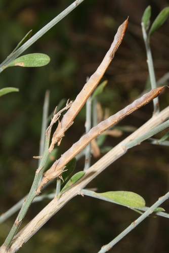 Genista ferox image