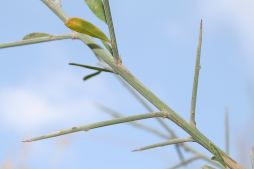 Genista ferox image