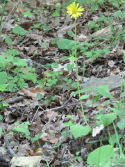 Doronicum caucasicum