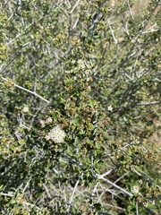 Ceanothus pauciflorus