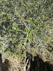 Ceanothus pauciflorus