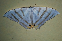 Epiplema albipennaria