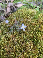 Houstonia caerulea