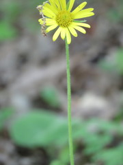 Doronicum caucasicum