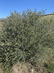 Ceanothus pauciflorus