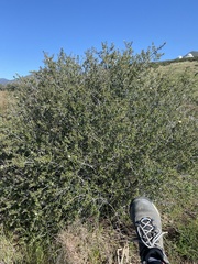 Ceanothus pauciflorus