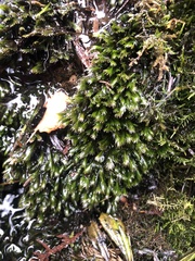 Fissidens grandifrons