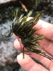 Fissidens grandifrons