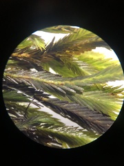 Fissidens grandifrons