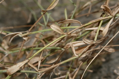 Asperula aristata