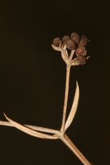 Asperula aristata