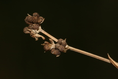 Asperula aristata