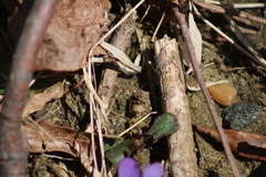 Viola hirsutula